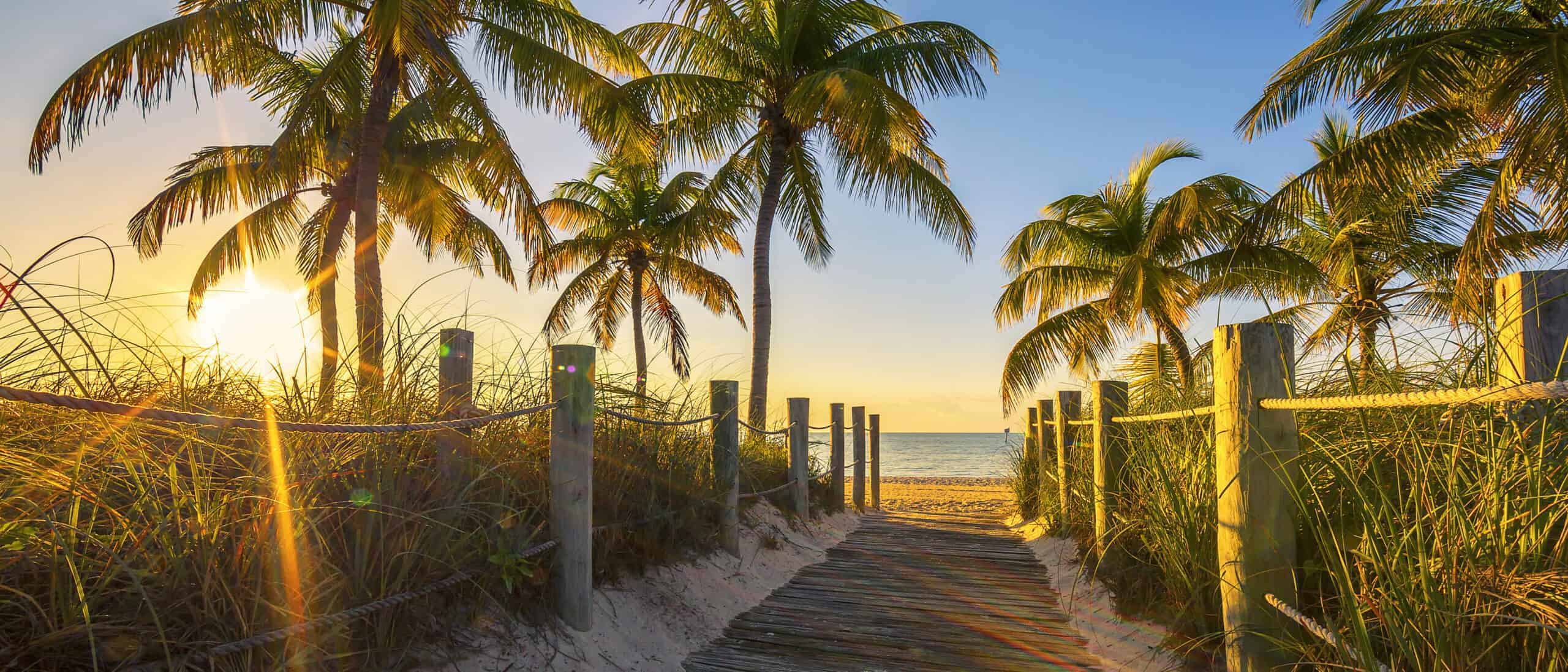 Should You Move to Hawaii - A Path with Coconut Trees