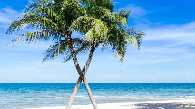 Ocean View with Coconut