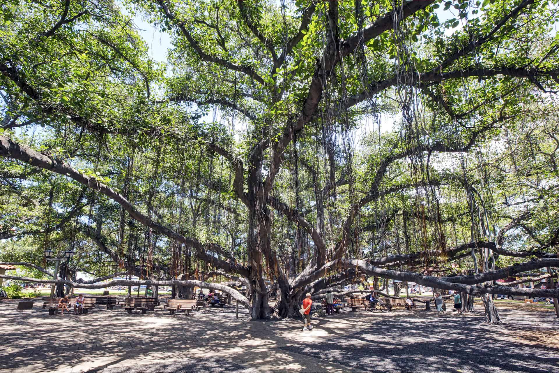 Hawaii Cultural & Historical - Lahaina Banyan Tree