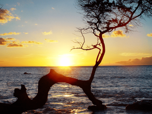 Tips for Maui Travel - Beach Sunset with Tree