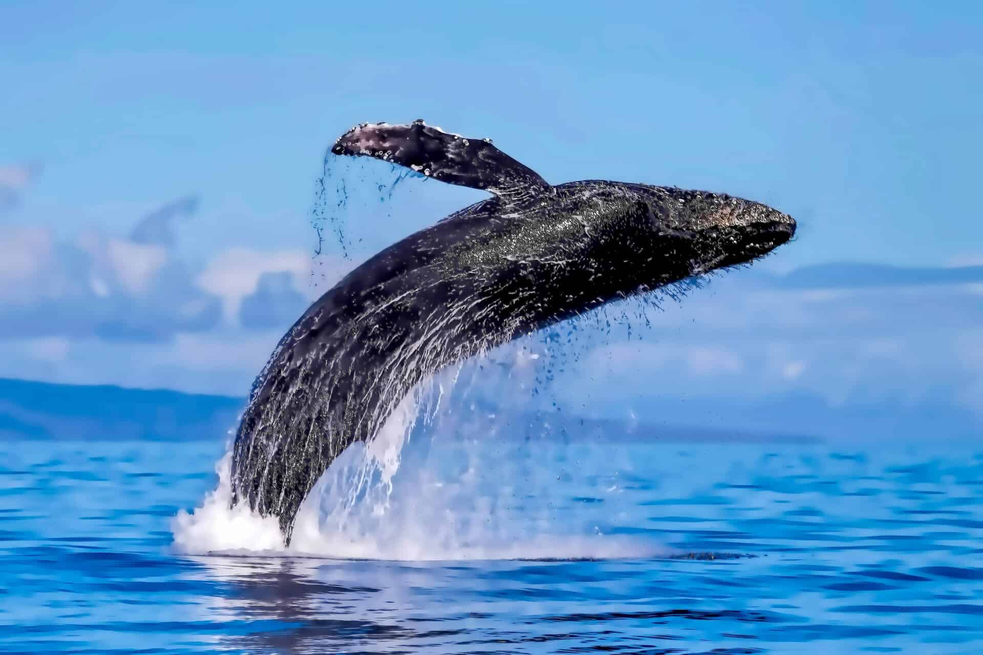 Attractions in Hawaii - Whale Jumping on the Sea