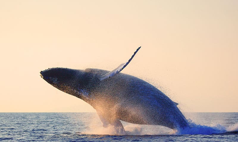 Top 5 Maui Ocean Activities - Humpback Whale